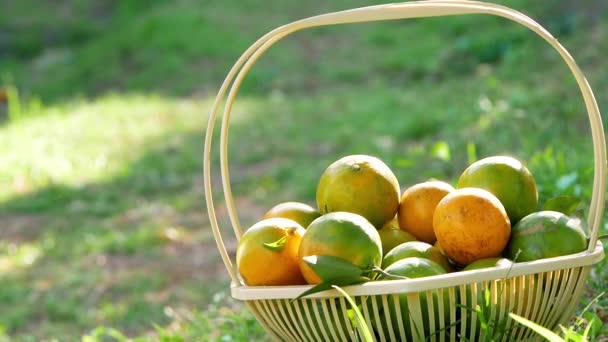 Frische Orangen Mit Blättern Korb Auf Grünem Gras Bei Sonnenschein — Stockvideo