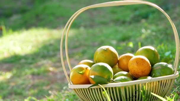 Laranjas Frescas Com Folhas Cesta Grama Verde Sol — Vídeo de Stock