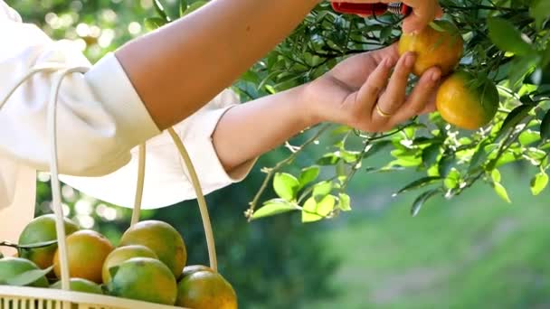 Bahçıvan Kadın Sabah Portakal Bahçesindeki Sepetten Portakal Topluyor — Stok video