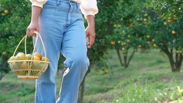 Mujer Jardinero Sosteniendo Tijera Cestas Llenas Naranjas Recién Recogidas Huerto — Vídeo de stock