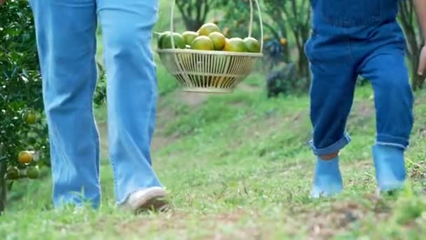 Heureux Jardiniers Famille Mère Fille Portaient Des Paniers Pleins Oranges — Video