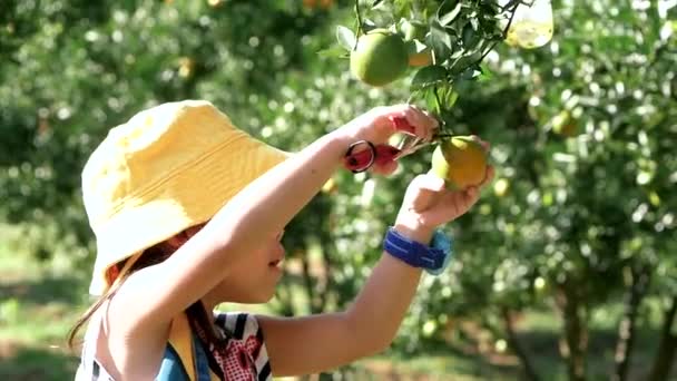 Niñas Adorables Usando Tijeras Podar Recogiendo Naranjas Frescas Maduras Jardín — Vídeos de Stock