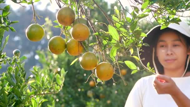 Mutlu Kadın Bahçıvan Elinde Budama Makası Ile Bahçede Olgun Portakal — Stok video