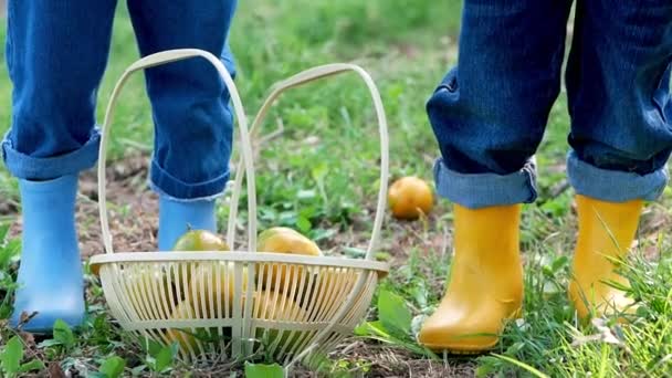Two Cute Little Girls Boots Using Pruning Shears Picking Ripe — Αρχείο Βίντεο