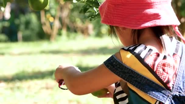 Чарівні Маленькі Дівчата Використовують Ножиці Обрізки Збираючи Свіжі Стиглі Апельсини — стокове відео