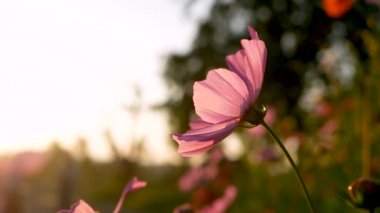 Çiçek açan pembe çiçekler rüzgardan sallanarak akşam güneşiyle hafifçe esiyor. Doğa arkaplanı.