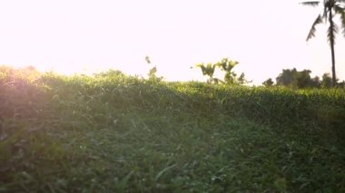 Gün batımında dağ tepesinde çimenlerin güzel manzarası. Lens fişeğiyle çekilmiş..