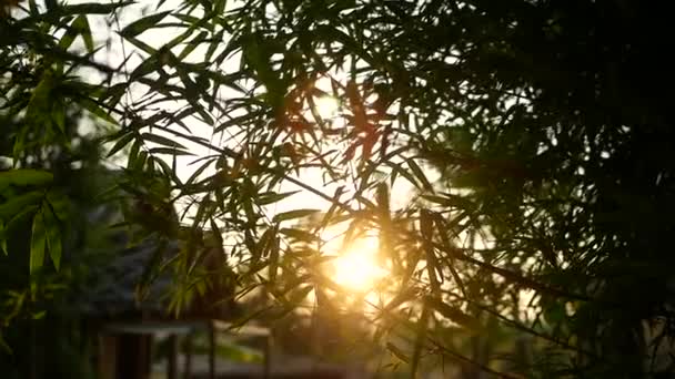 夕阳西下 树叶的轮廓在风中摇曳着 阳光轻柔地吹拂着 夕阳西下 枝叶闪烁着 自然背景 — 图库视频影像