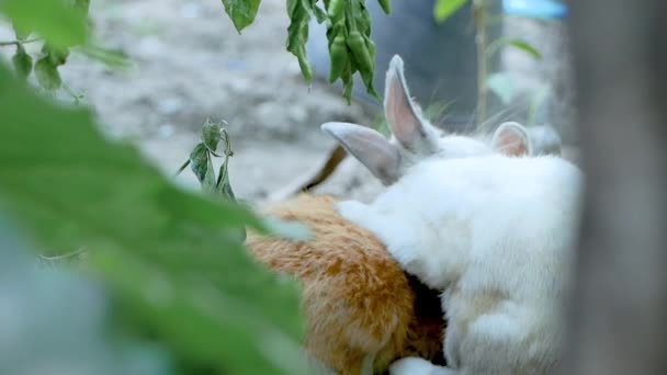 Dos Conejos Adorables Duermen Suelo Patio Trasero Conejo Pascua — Vídeos de Stock