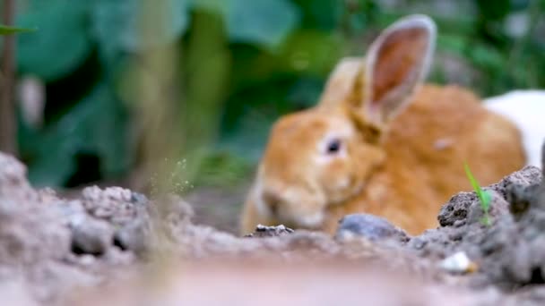 Två Bedårande Kaniner Sover Marken Trädgården Påskhare — Stockvideo