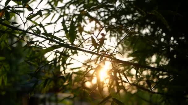 Silhouette Foglie Ondeggianti Dal Vento Che Soffia Dolcemente Con Luce — Video Stock