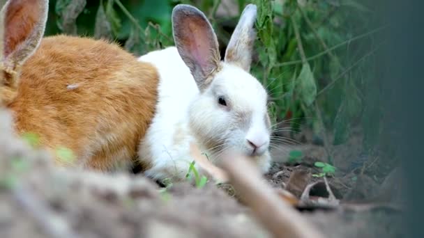 两只可爱的兔子睡在后院的地上 复活节兔子 — 图库视频影像