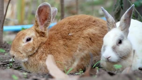 Dos Conejos Adorables Duermen Suelo Patio Trasero Conejo Pascua — Vídeo de stock