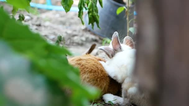 Two Adorable Rabbits Sleeps Ground Backyard Easter Bunny — Stock Video