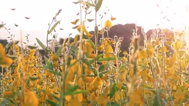 Campo Amarelo Natural Flores Acenando Longo Brisa Vento Com Luz — Vídeo de Stock