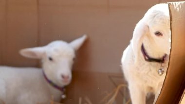 Çiftlikte saman olan şirin kuzular..