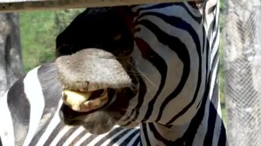 Turistler, Tayland 'daki Singha Park Hayvanat Bahçesi' nde uzun bir sopayla muz ile zebrayı besliyor..