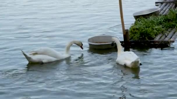 Twee Witte Zwanen Zwemmen Een Heldere Dag Het Meer — Stockvideo