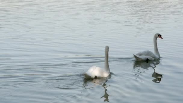 Dois Cisnes Brancos Nadando Lago Dia Brilhante — Vídeo de Stock