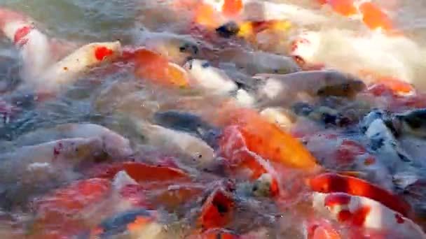 Colorful Koi Fishes Swimming Pond — Stock Video
