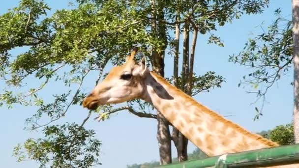 Турист Кормит Жирафа Бананом Длинной Деревянной Палкой Зоопарке Синга Парк — стоковое видео