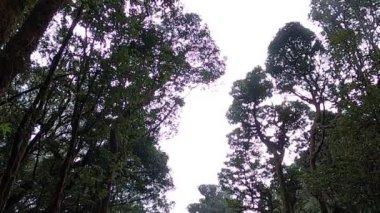 Yağmur ormanlarındaki manzaralı ağaçlara bakıyorum. Gökyüzünde büyüyen ağaçlar.