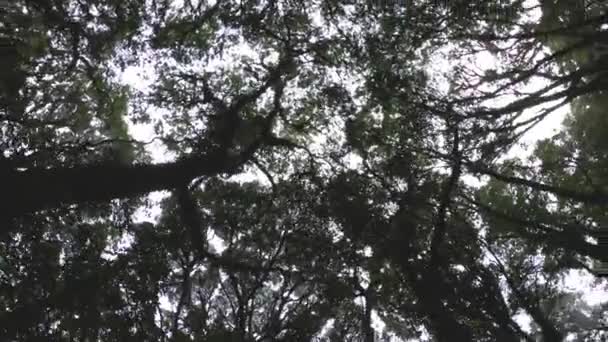 Draaien Torsie Bovenaanzicht Van Schilderachtige Bomen Het Regenwoud Bomen Groeien — Stockvideo