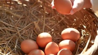 Yakın el, samanlı bir sepette organik bir yumurta aldı. Sağlıklı yaşam tarzı ve yeme konsepti.
