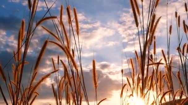 Gras Bloemen Natuurlijke Weide Zwaaien Langs Wind Wind Prachtige Zonsondergang — Stockvideo