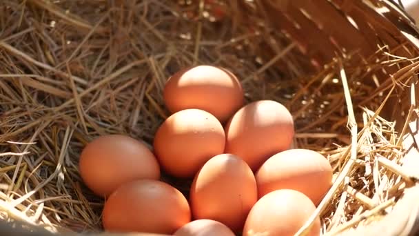 Ouă Organice Naturale Pui Într Coș Fân Stilul Viață Sănătos — Videoclip de stoc