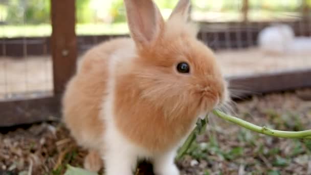 Cute Brown Bunny Eating Morning Glory Wooden Cage Easter Bunny — Stock Video