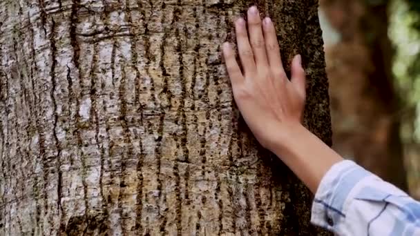 手を触れ 森の中の古い壮大な木の樹皮を撫でる 自然を愛する 世界環境デーのコンセプト — ストック動画
