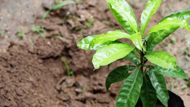 Dekat Dari Petani Menggunakan Cangkul Untuk Menggali Tanah Sebelum Menanam — Stok Video