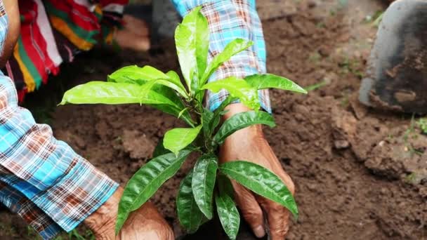 Close Farmers Hand Planting Tree Farm — Vídeos de Stock