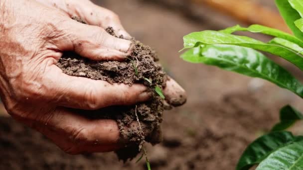 Gros Plan Des Agriculteurs Plantant Main Arbre Dans Ferme — Video