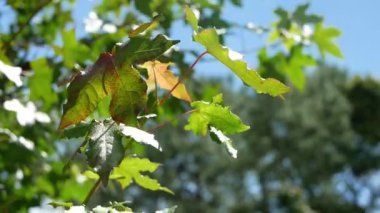 Parlak gökyüzünde yeşil yapraklar, rüzgarın esintisiyle güneşli bir günde yapraklar sallanıyor..
