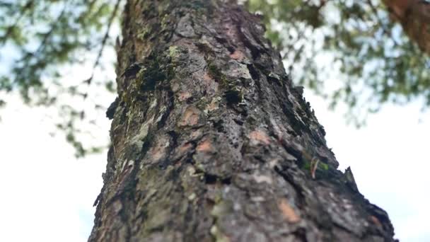 Mano Mujer Abrazando Majestuoso Árbol Soleado Día Verano Parque Día — Vídeo de stock