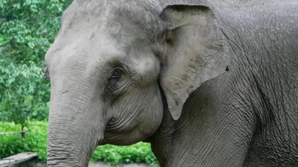 Doğa Parkındaki Fil Vahşi Yaşam — Stok video