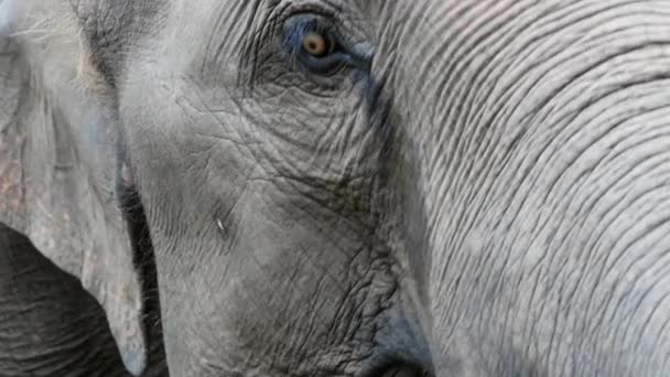 Öga Elefant Och Rynkig Elefant Hud Naturparken — Stockvideo