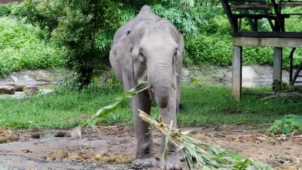 Elefante Come Maíz Mientras Sus Piernas Están Encadenadas Campamento Elefantes — Vídeo de stock