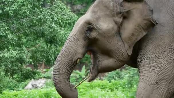 Слон Природном Парке Дикие Животные — стоковое видео