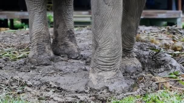 Close Benen Van Een Geketende Olifant Een Olifantenkamp — Stockvideo