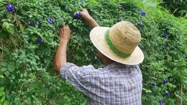 Agricultor Sênior Que Colhe Ervilha Borboleta Fazenda Flores Agricultura Agricultura — Vídeo de Stock