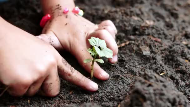 Zbliżenie Dziecko Ręka Sadzenie Sadzonka Podwórku Dzieci Uprawiające Warzywa Ogrodzie — Wideo stockowe