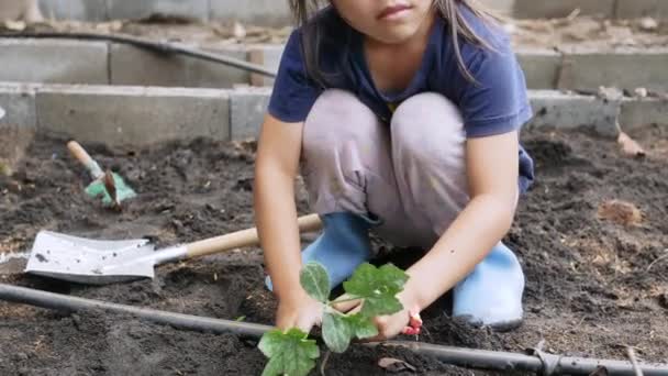 Linda Niña Botas Plantando Una Plántula Patio Trasero Niños Cultivando — Vídeos de Stock