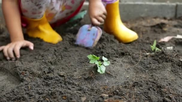 Zbliżenie Dziecko Ręka Sadzenie Sadzonka Podwórku Dzieci Uprawiające Warzywa Ogrodzie — Wideo stockowe