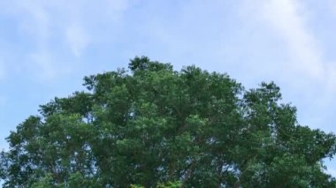 Güneşli bir günde parlak bir arka planda hafif esintili görkemli bir yeşil ağaç esiyor. Güzel doğa. Özgeçmiş için uygun.