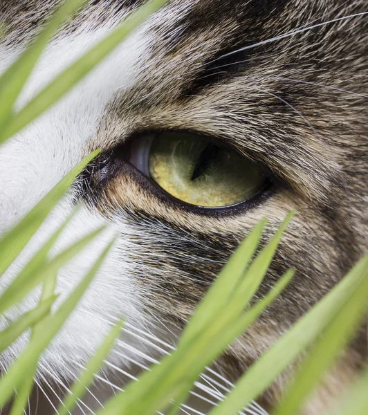Cat eye Royaltyfria Stockfoton