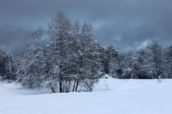 Snö skog Stockfoto