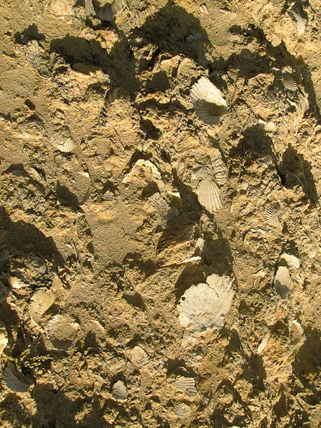 Fósil Conchas Una Playa Algarve —  Fotos de Stock